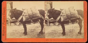 El Habitante Más Antiguo de las Islas Farallone (sic) de Carleton E. Watkins